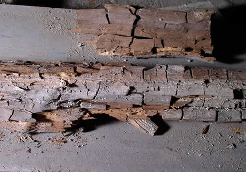 wood rot surveyors Doncaster