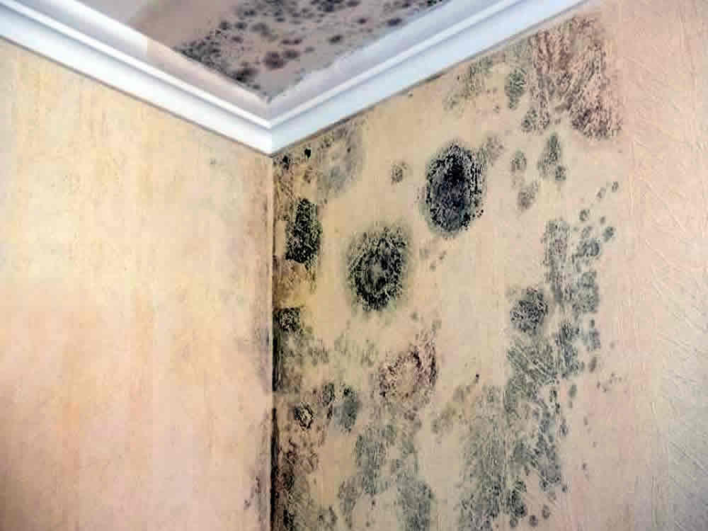 timber rot and damp surveys in Doncaster for homeowners